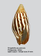 Strigatella paupercula